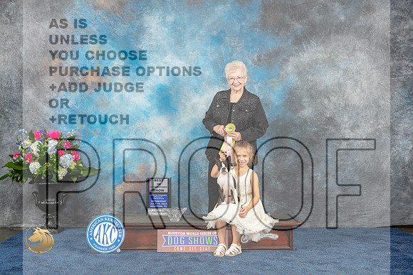 Boston Terrier #36 Wed BISweeps Judge Jackie BreazealeMJP_1580_HOUSTON_2023_HR3