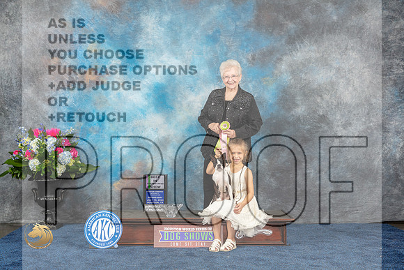 Boston Terrier #36 Wed BISweeps Judge Jackie BreazealeMJP_1581_HOUSTON_2023_HR3