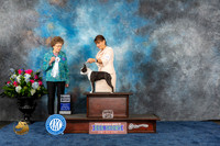 Boston Terrier #6 Wed SB Judge Patricia V Trotter