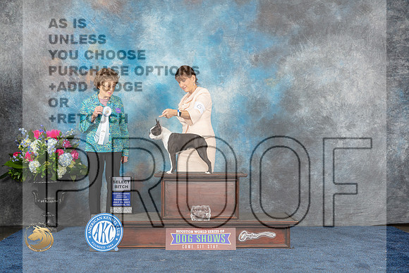 Boston Terrier #6 Wed SB Judge Patricia V TrotterMJP_1623_HOUSTON_2023_HR3