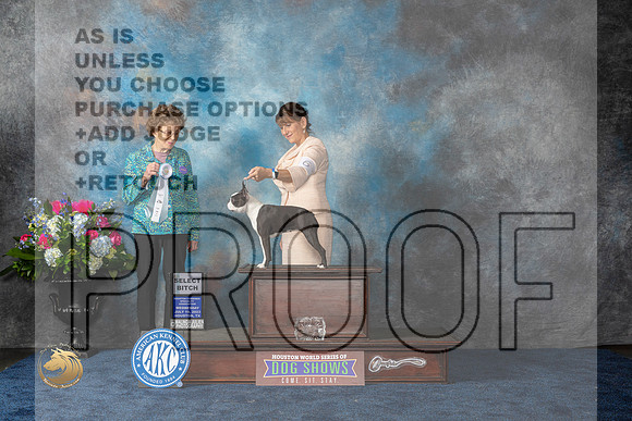 Boston Terrier #6 Wed SB Judge Patricia V TrotterMJP_1626_HOUSTON_2023_HR3