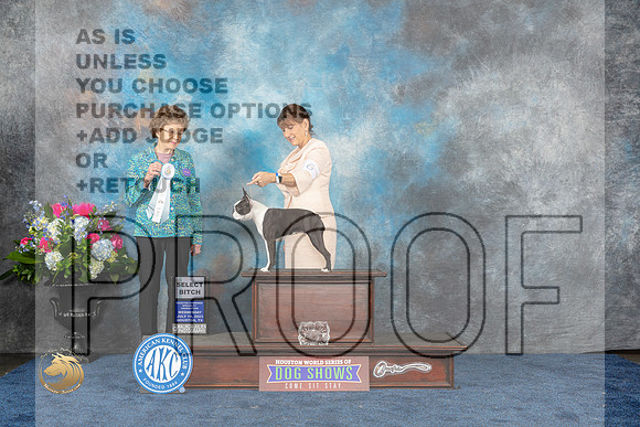 Boston Terrier #6 Wed SB Judge Patricia V TrotterMJP_1628_HOUSTON_2023_HR3