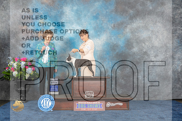 Boston Terrier #6 Wed SB Judge Patricia V TrotterMJP_1629_HOUSTON_2023_HR3