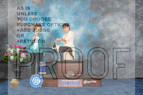 Boston Terrier #6 Wed SB Judge Patricia V TrotterMJP_1630_HOUSTON_2023_HR3