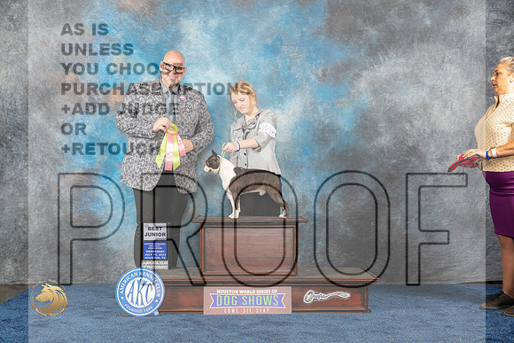 Boston Terrier #J512 Wed BJ Judge HowardMJP_0692_HOUSTON_2023_HR3