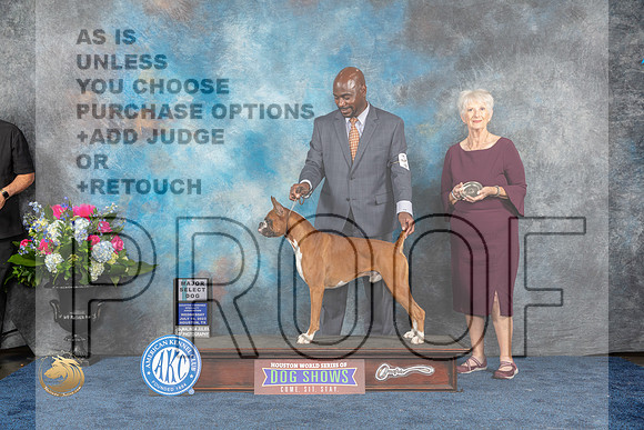 Boxer #17 SDM Judge Elizabeth MuthardMJP_1852_HOUSTON_2023_HR3