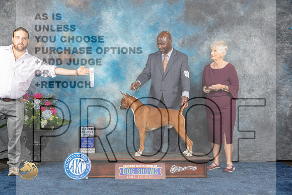 Boxer #17 SDM Judge Elizabeth MuthardMJP_1853_HOUSTON_2023_HR3