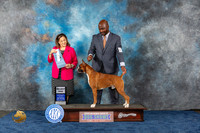 Boxer #17 Wed SD Judge Joan Liebes