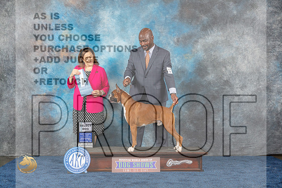 Boxer #17 Wed SD Judge Joan LiebesMJP_0662_HOUSTON_2023_HR3