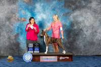 Boxer #20 Wed BV SB Judge Joan Liebes
