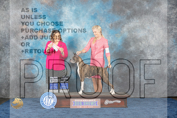 Boxer #20 Wed BV SB Judge Joan LiebesMJP_0644_HOUSTON_2023_HR3