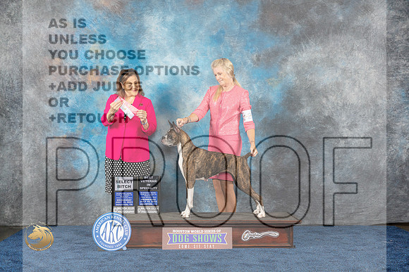 Boxer #20 Wed BV SB Judge Joan LiebesMJP_0645_HOUSTON_2023_HR3