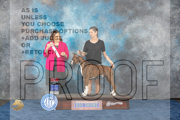 Boxer #21 Wed BOS Judge Joan LiebesMJP_0652_HOUSTON_2023_HR3
