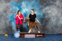 Boxer #21 Wed BOS Judge Joan Liebes