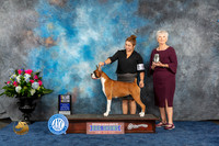 Boxer #38 Wed BOB Judge Elizabeth Muthard