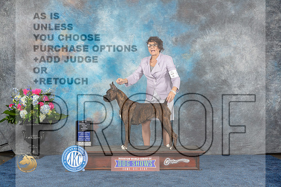 Boxer #60 Wed WBMCh Judge Joan Luna LiebesMJP_1753_HOUSTON_2023_HR3