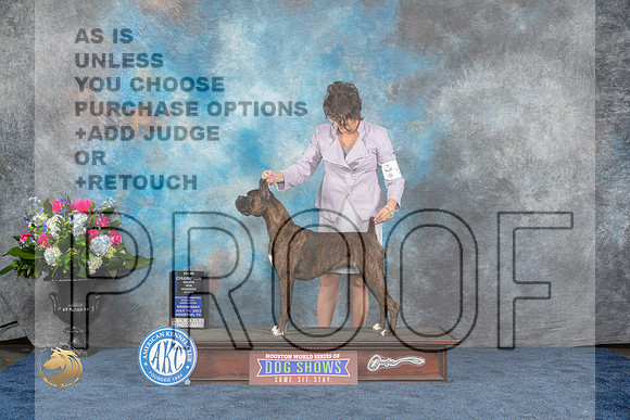 Boxer #60 Wed WBMCh Judge Joan Luna LiebesMJP_1756_HOUSTON_2023_HR3
