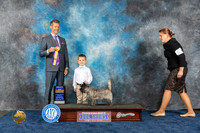 Cairn Terrier #? Wed BOB Judge Duff Harris