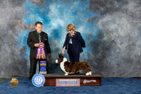 Cardigan Welsh Corgi #11 Wed BOB Judge Del Richards