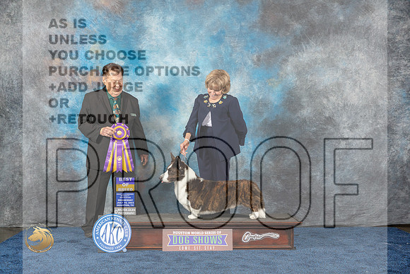 Cardigan Welsh Corgi #11 Wed BOB Judge Del RichardsMJP_0714_HOUSTON_2023_HR3