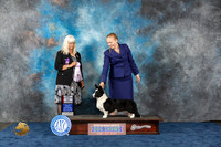 Cardigan Welsh Corgi #16 Wed BOSS Judge Merickel