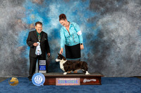 Cardigan Welsh Corgi #22 Wed SB Judge Del Richards