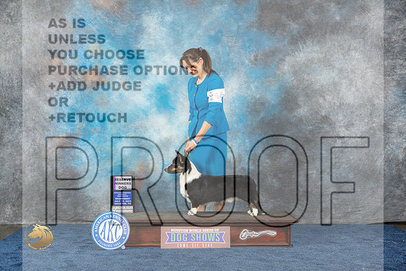 Cardigan Welsh Corgi #25 Wed RES Judge Del RichardsMJP_0766_HOUSTON_2023_HR3
