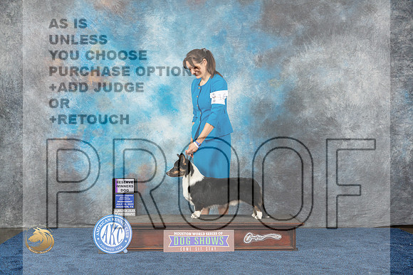 Cardigan Welsh Corgi #25 Wed RES Judge Del RichardsMJP_0768_HOUSTON_2023_HR3