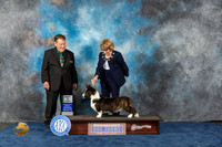 Cardigan Welsh Corgi #27 Wed BP Judge Del Richards