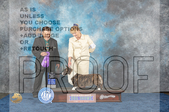 Cardigan Welsh Corgi #6 Wed WB NC Judge Del RichardsMJP_0707_HOUSTON_2023_HR3