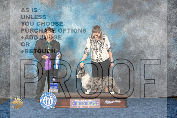 Cardigan Welsh Corgi #7 Wed WD BOW MAJ Judge Del RichardsMJP_0701_HOUSTON_2023_HR3