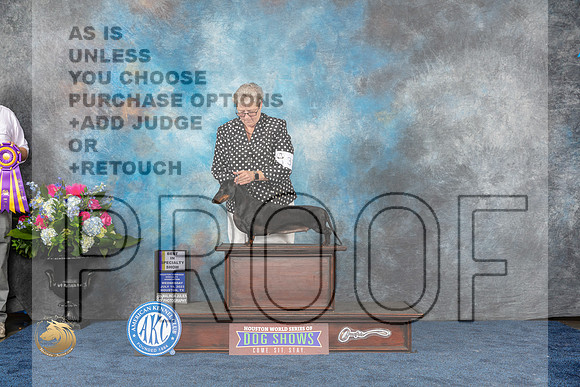 Dachshund Smooth #10 Wed BISS Judge Elizabeth MuthardMJP_1855_HOUSTON_2023_HR3