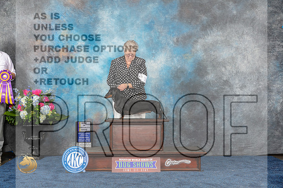 Dachshund Smooth #10 Wed BISS Judge Elizabeth MuthardMJP_1859_HOUSTON_2023_HR3