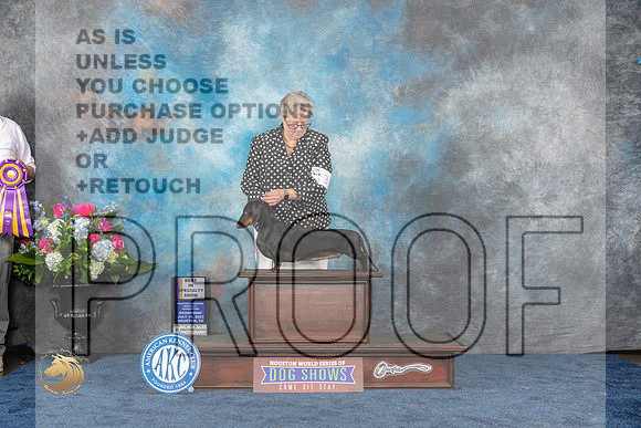 Dachshund Smooth #10 Wed BISS Judge Elizabeth MuthardMJP_1861_HOUSTON_2023_HR3