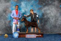 Doberman Pinscher #20 Wed BOB Judge Woodfork