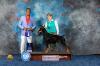 Doberman Pinscher #37 Wed WD BOW MAJ Judge Woodfork