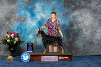 Doberman Pinscher #52 Wed WBM Judge Adrian W Woodfork
