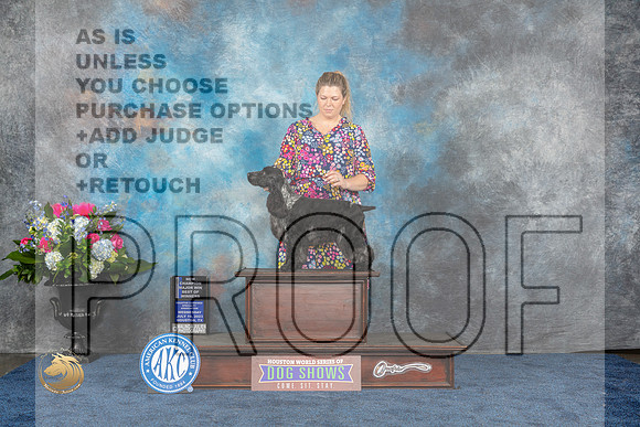 English Cocker #17 Wed WDMCH Judge Cindy LaneMJP_1666_HOUSTON_2023_HR3