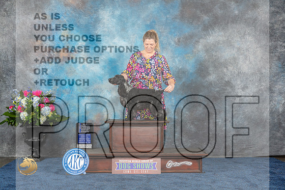 English Cocker #17 Wed WDMCH Judge Cindy LaneMJP_1671_HOUSTON_2023_HR3