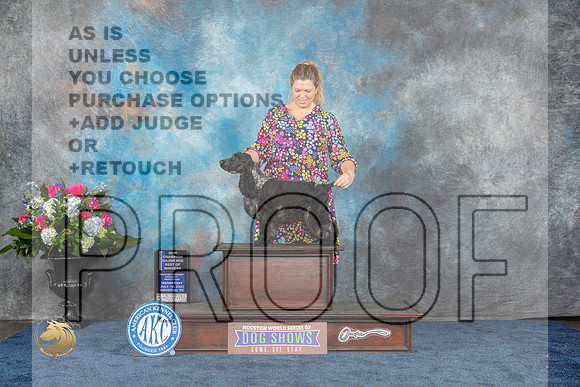English Cocker #17 Wed WDMCH Judge Cindy LaneMJP_1673_HOUSTON_2023_HR3