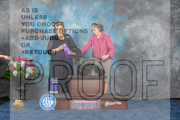 English Cocker #18 Wed WBM Judge Cindy LaneMJP_1702_HOUSTON_2023_HR3