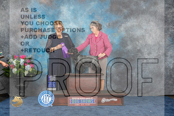 English Cocker #18 Wed WBM Judge Cindy LaneMJP_1704_HOUSTON_2023_HR3