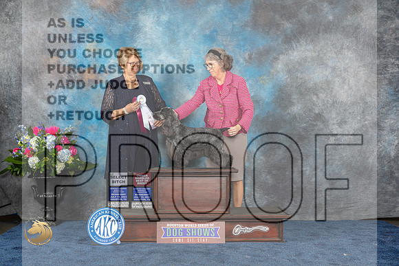 English Cocker #20 Wed SB Judge Cindy LaneMJP_1695_HOUSTON_2023_HR3