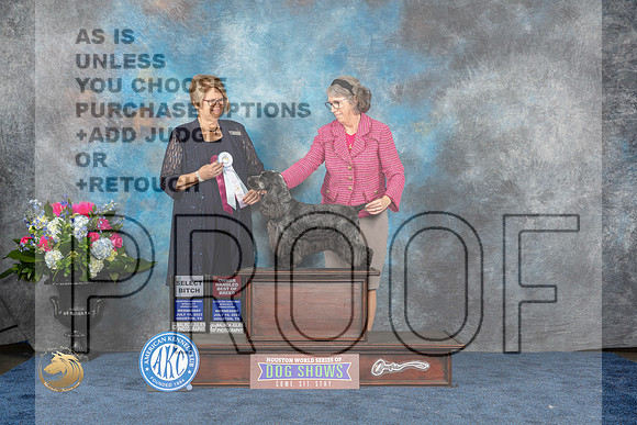 English Cocker #20 Wed SB Judge Cindy LaneMJP_1697_HOUSTON_2023_HR3