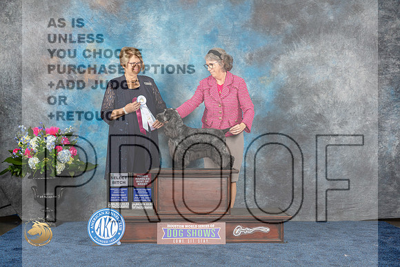 English Cocker #20 Wed SB Judge Cindy LaneMJP_1698_HOUSTON_2023_HR3