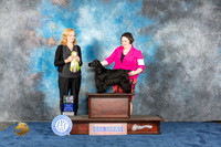 English Cocker Spaniel #6 Wed BIS Judge Margarita Nichols