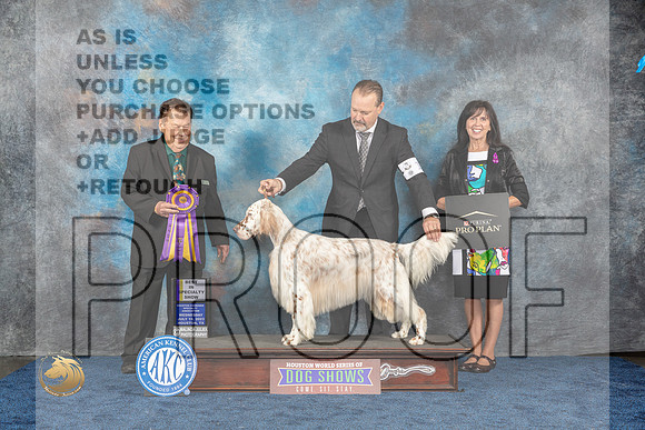 English Setter #? Wed BIS Judge Del RichardsMJP_1038_HOUSTON_2023_HR3
