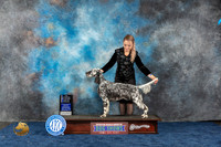 English Setter #6 Wed BOSS WB BOW NC MAJ Judge Del Richards
