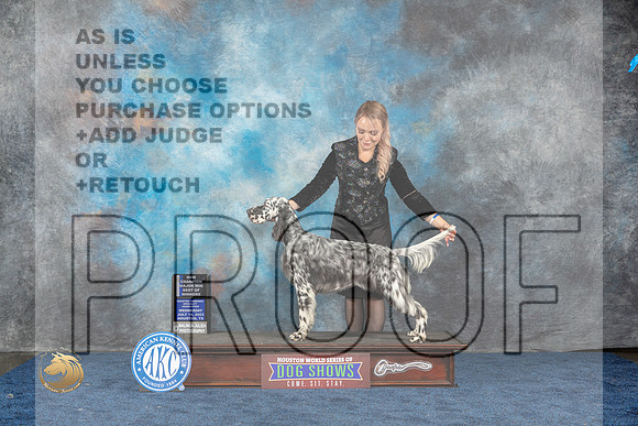 English Setter #6 Wed BOSS WB BOW NC MAJ Judge Del RichardsMJP_1193_HOUSTON_2023_HR3