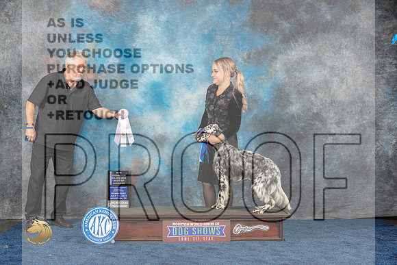 English Setter #6 Wed BOSS WB BOW NC MAJ Judge Del RichardsMJP_1198_HOUSTON_2023_HR3